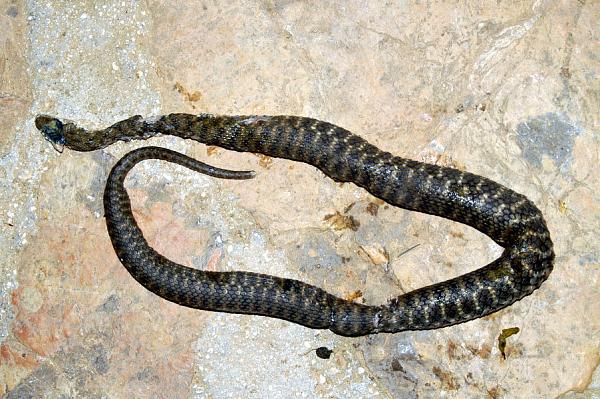 Natrix tessellata