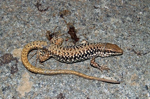 Podarcis erhardii