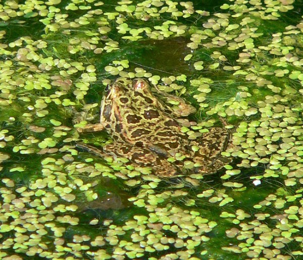 Pelophylax ridibundus