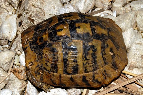 Testudo hermanni