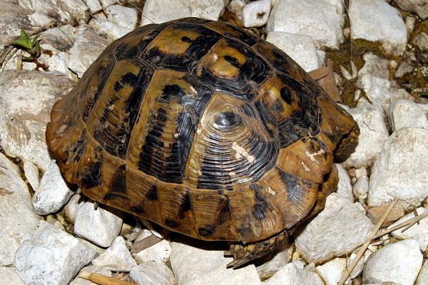 Testudo hermanni