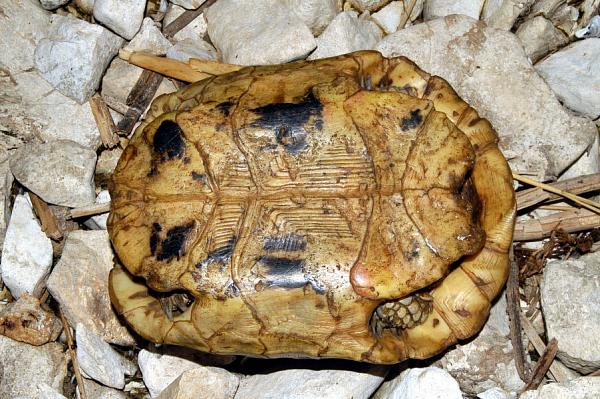 Testudo hermanni