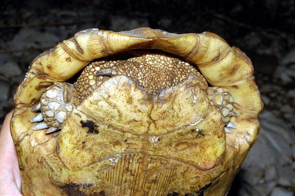 Testudo hermanni