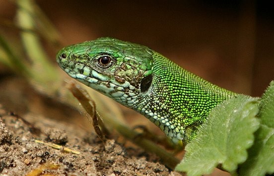 Lacerta viridis