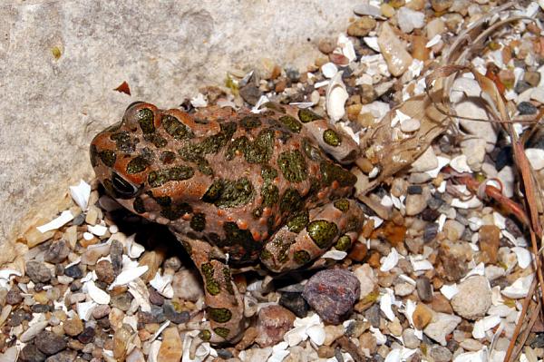 Pseudepidalea viridis