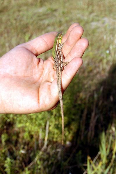 Podarcis tauricus