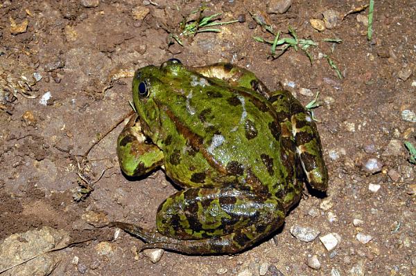 Pelophylax ridibundus