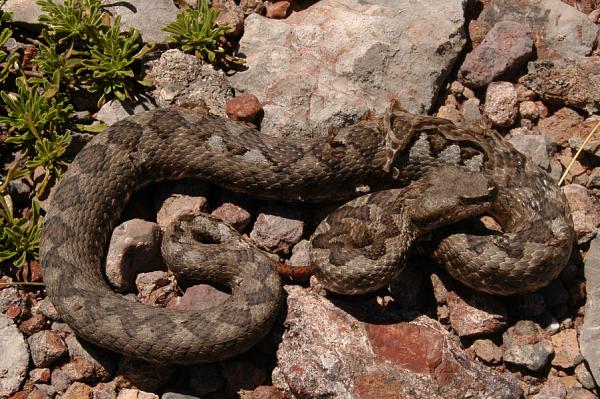 Vipera ammodytes