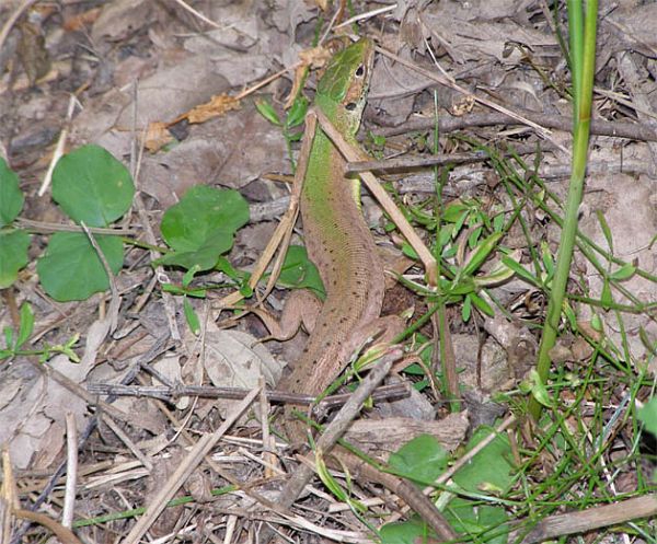 Lacerta viridis