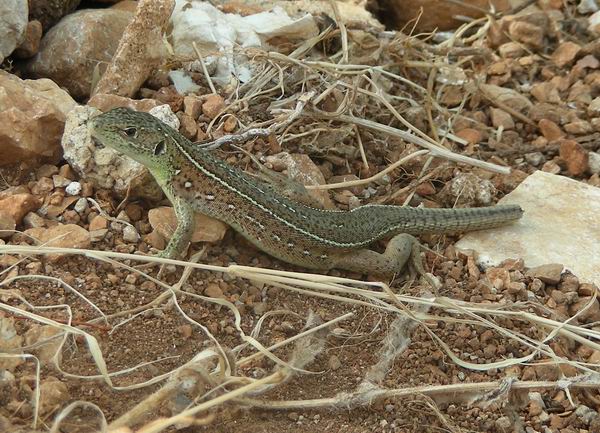 Lacerta trilineata