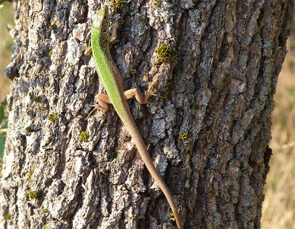 Lacerta viridis