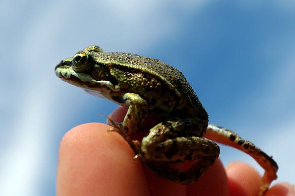 Pelophylax ridibundus