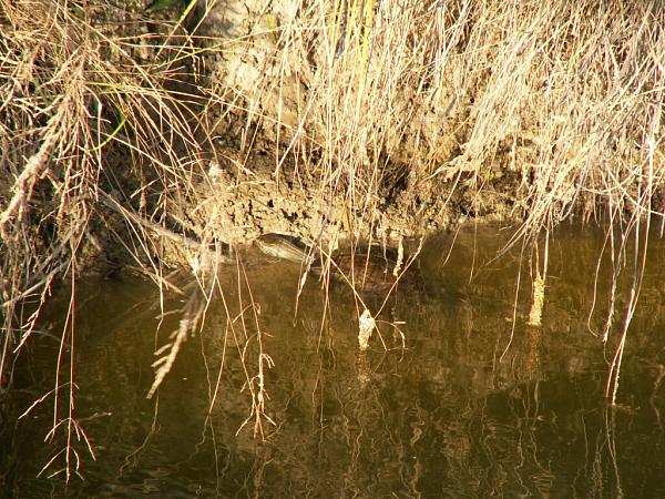 Mauremys rivulata