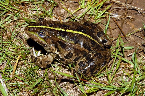 Pelophylax ridibundus