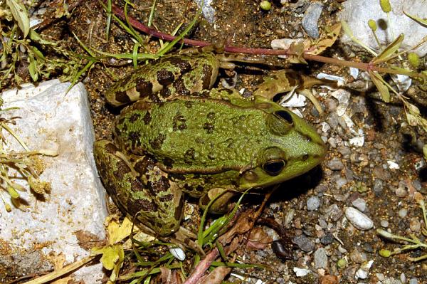 Pelophylax kurtmuelleri