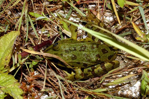 Pelophylax kurtmuelleri