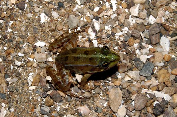 Pelophylax kurtmuelleri