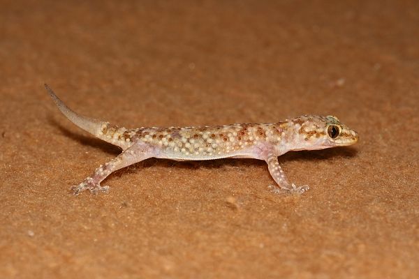 Hemidactylus turcicus