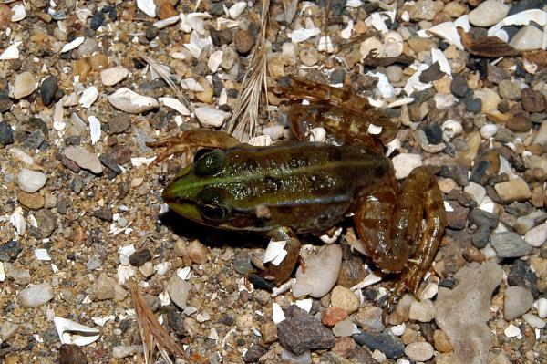 Pelophylax kurtmuelleri