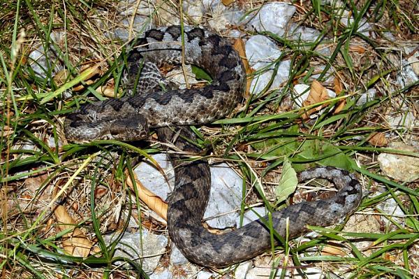 Vipera ammodytes