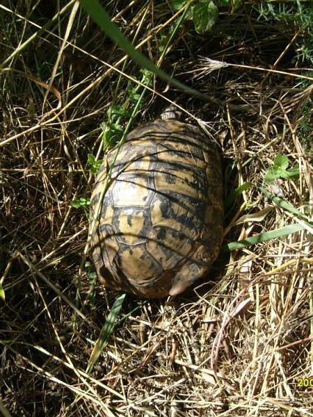 Testudo hermanni