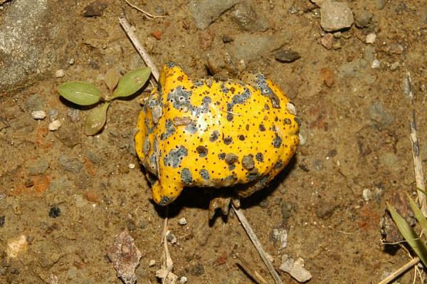 Bombina variegata