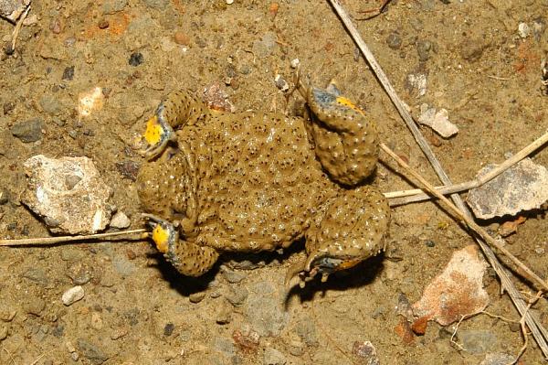 Bombina variegata