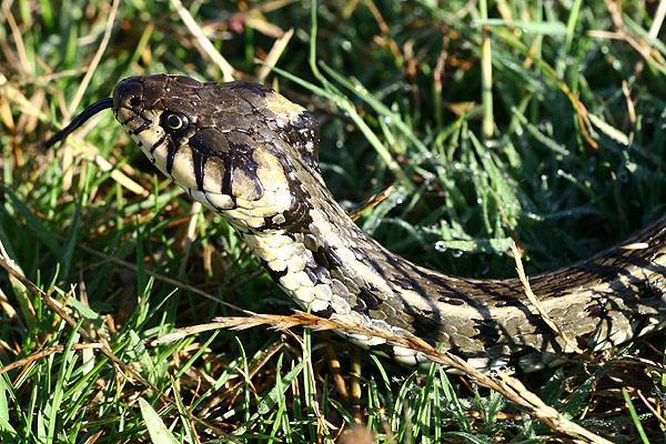 Natrix natrix