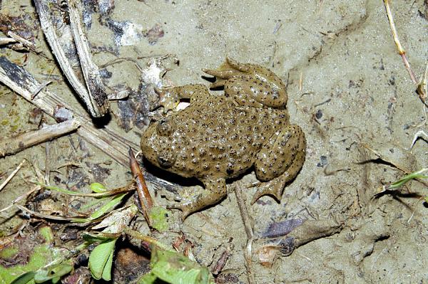 Bombina variegata