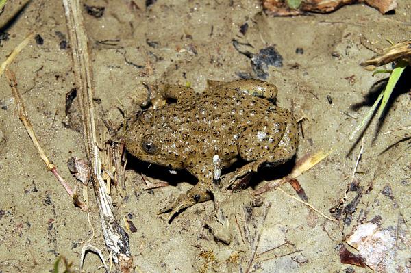 Bombina variegata