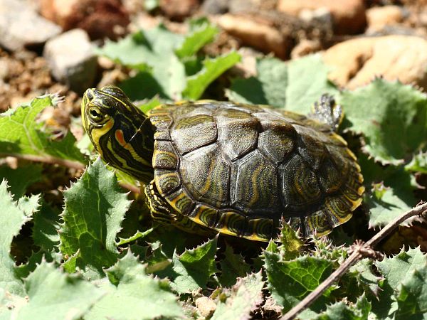 Trachemys scripta