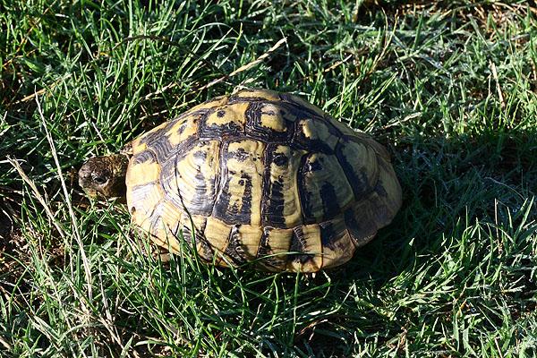 Testudo hermanni