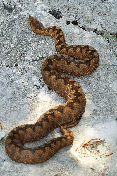 Vipera ammodytes