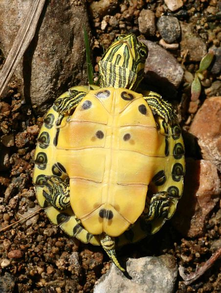 Trachemys scripta