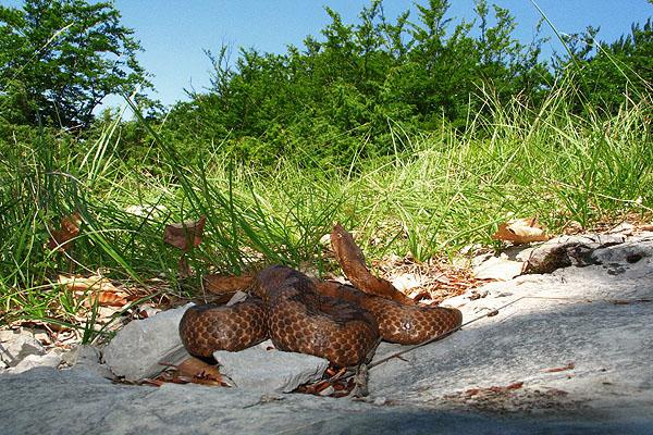 Vipera ammodytes