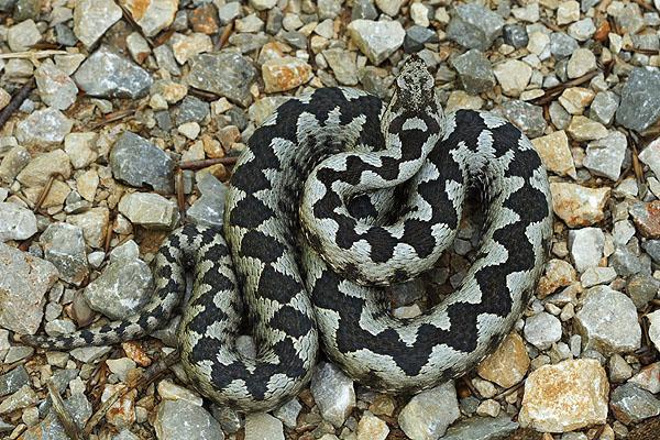 Vipera ammodytes