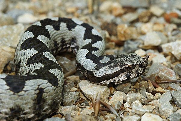 Vipera ammodytes