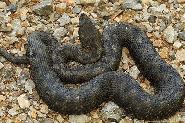 Vipera ammodytes