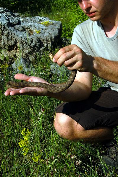 Vipera ammodytes Vipera ammodytes