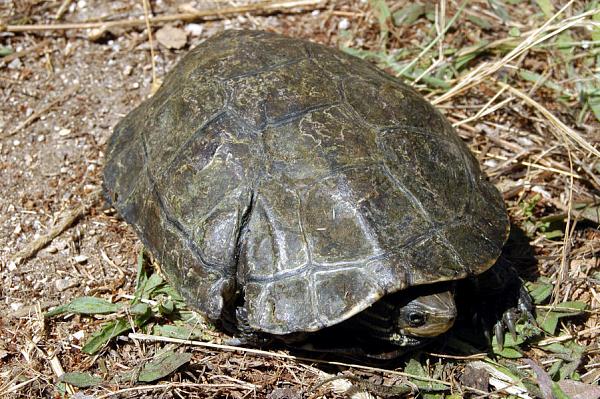 Mauremys rivulata