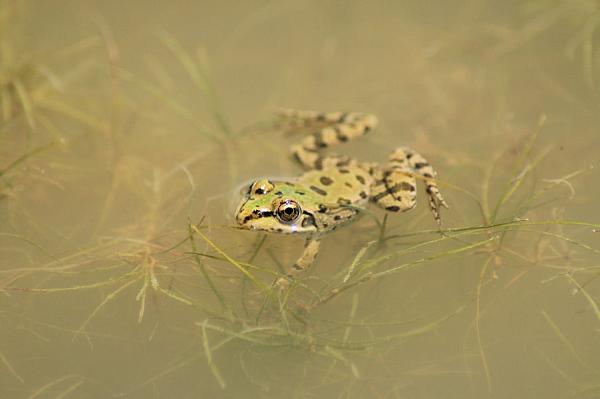 Pelophylax epeiroticus