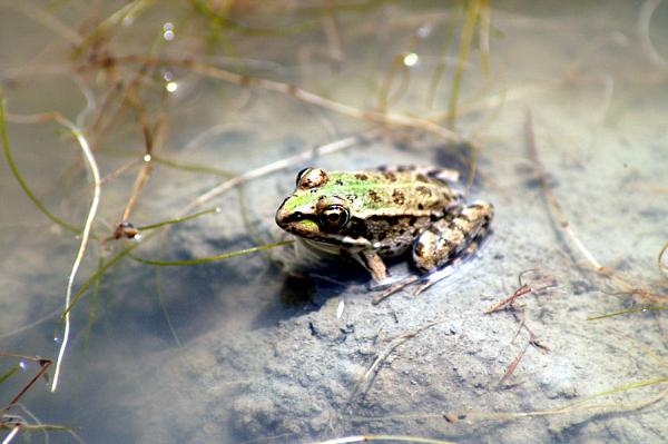 Pelophylax epeiroticus