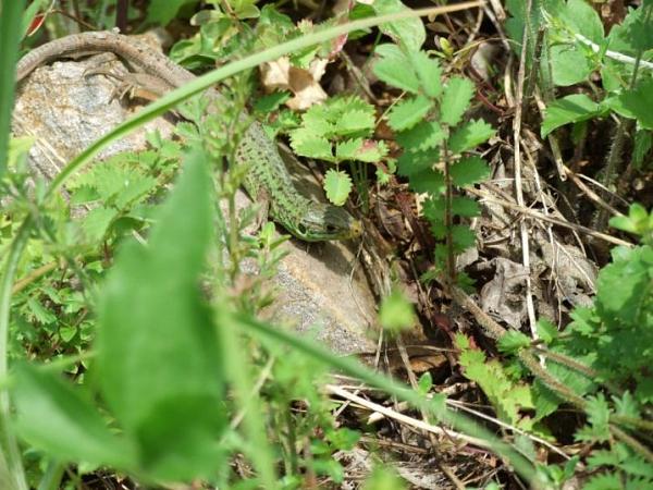 Lacerta viridis