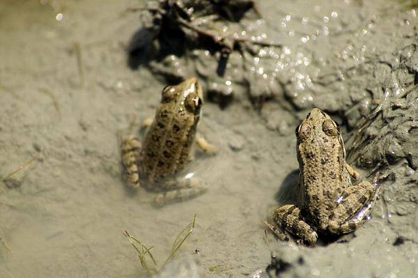 Pelophylax epeiroticus