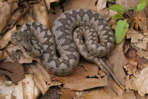 Vipera ammodytes