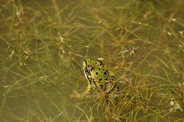 Pelophylax epeiroticus