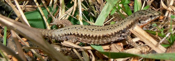 Podarcis muralis