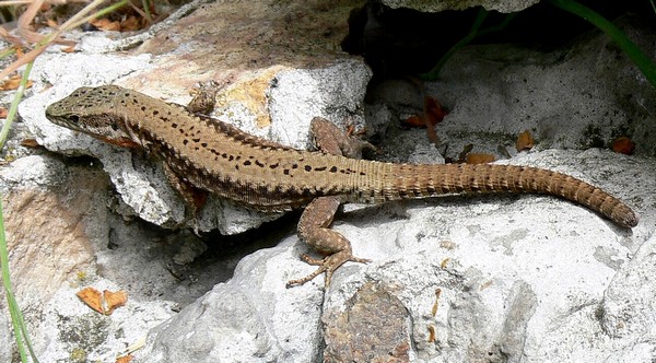 Podarcis muralis