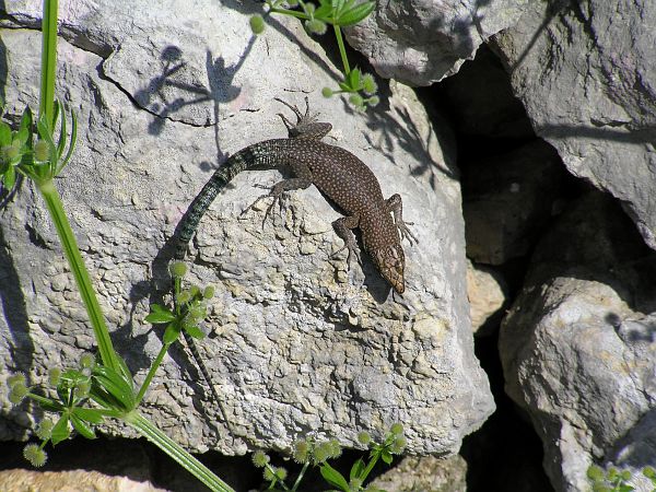 Dalmatolacerta oxycephala