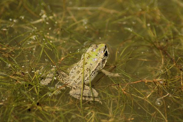 Pelophylax epeiroticus